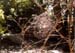 web